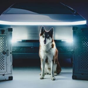 Home 11 Pet Essentials